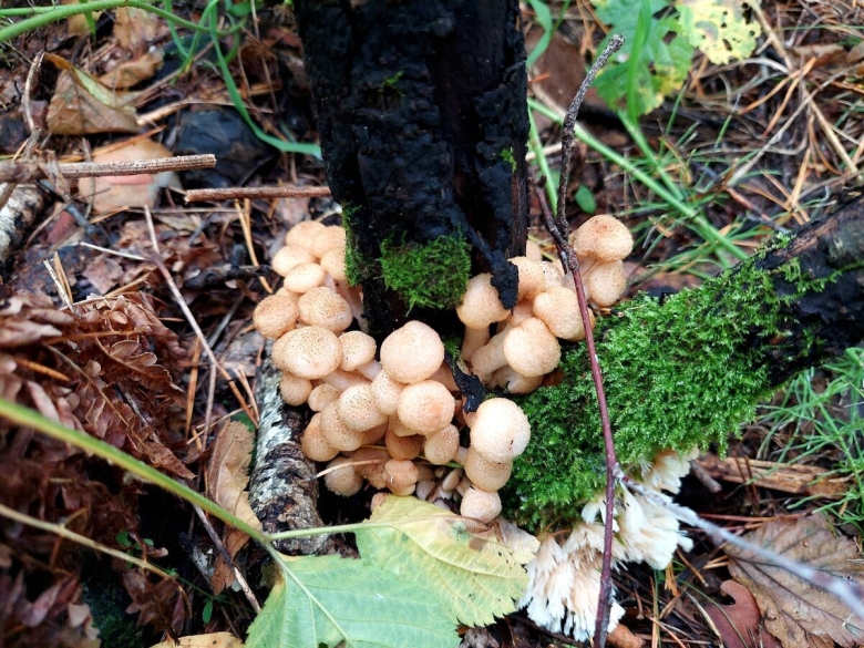 Гриб опёнок осенний