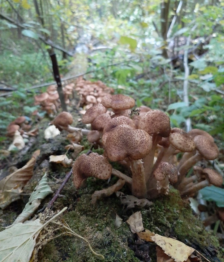 Опёнок осенний