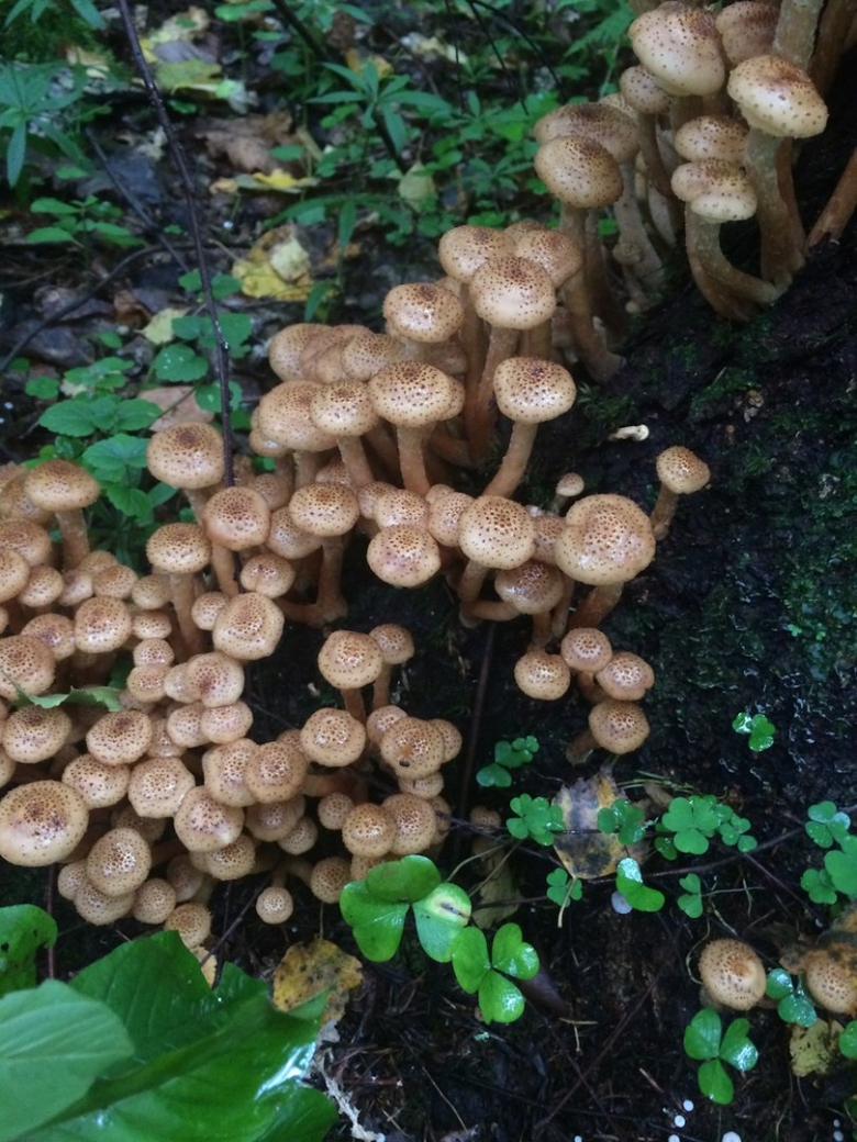 Опята грибы