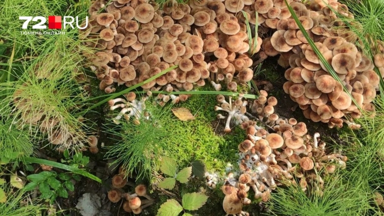 Грибы опенок скученный