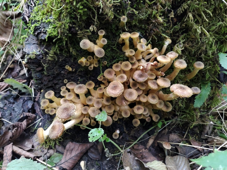 Опята интересные факты для детей