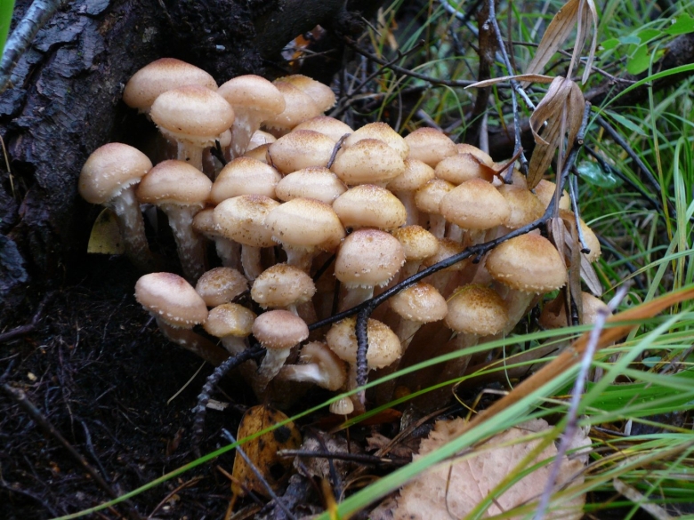 Опята волгоградской области