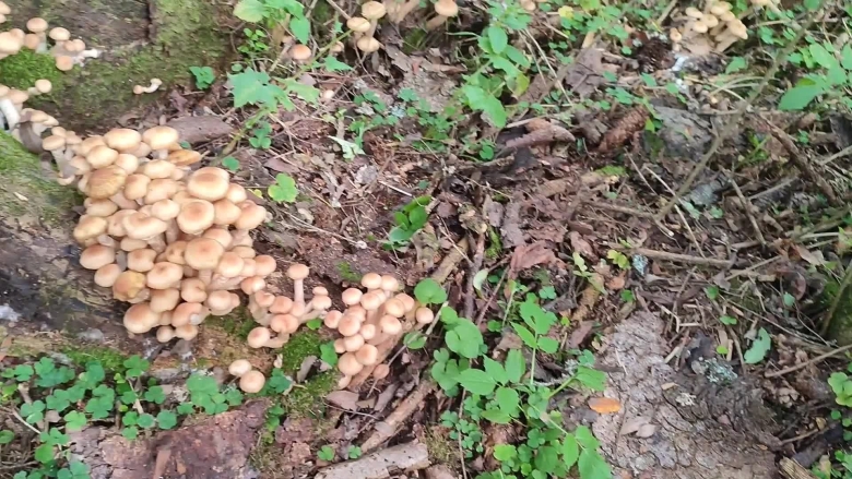 Опята в лесу