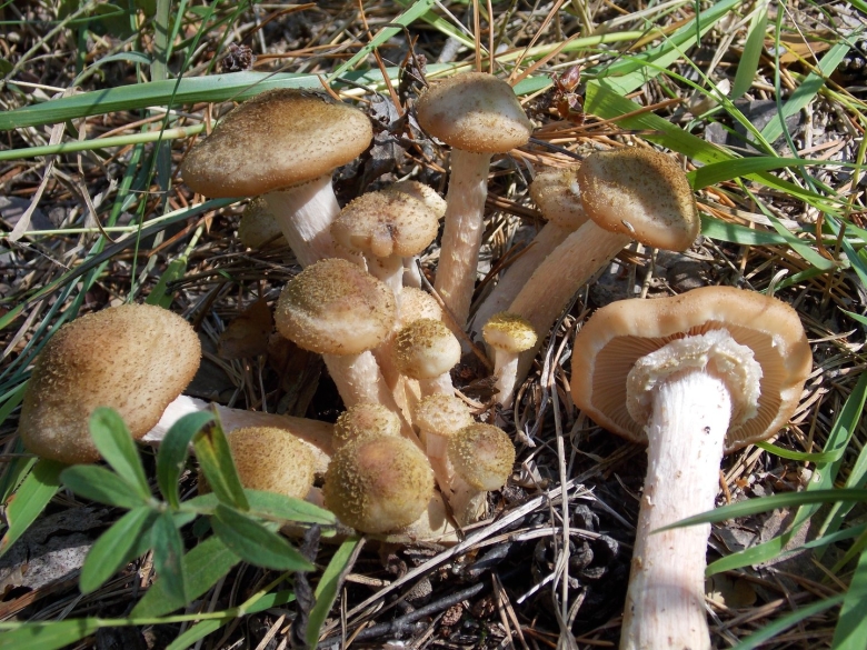 Опята степные крымские