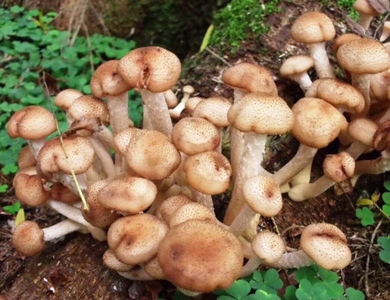 Пеньковые опята съедобные