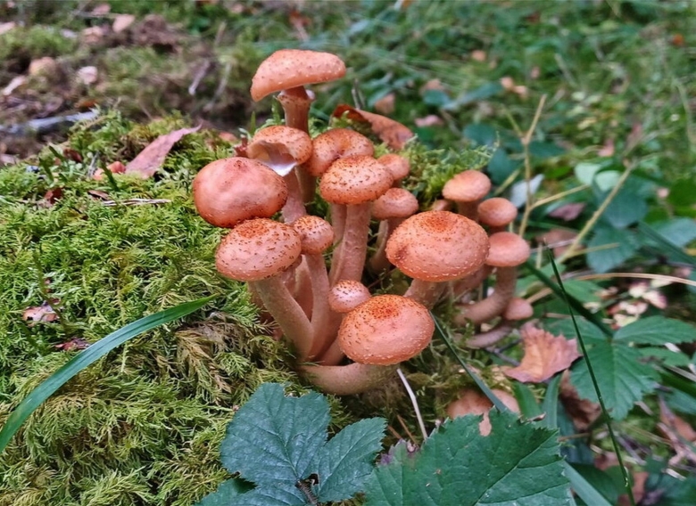 Опенок луговой