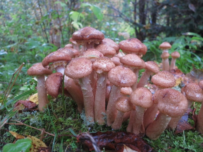 Опенок темный Armillaria ostoyae