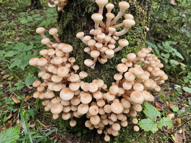 Зефирные грибы