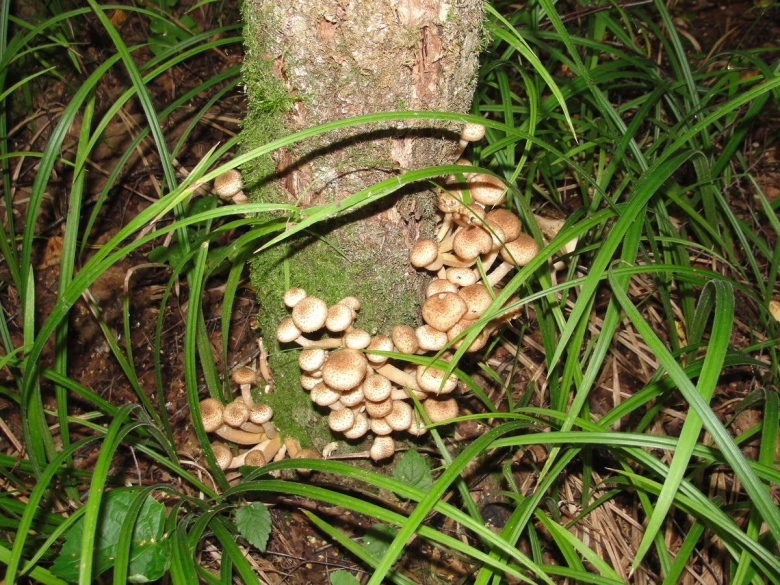 Успенские опята фото