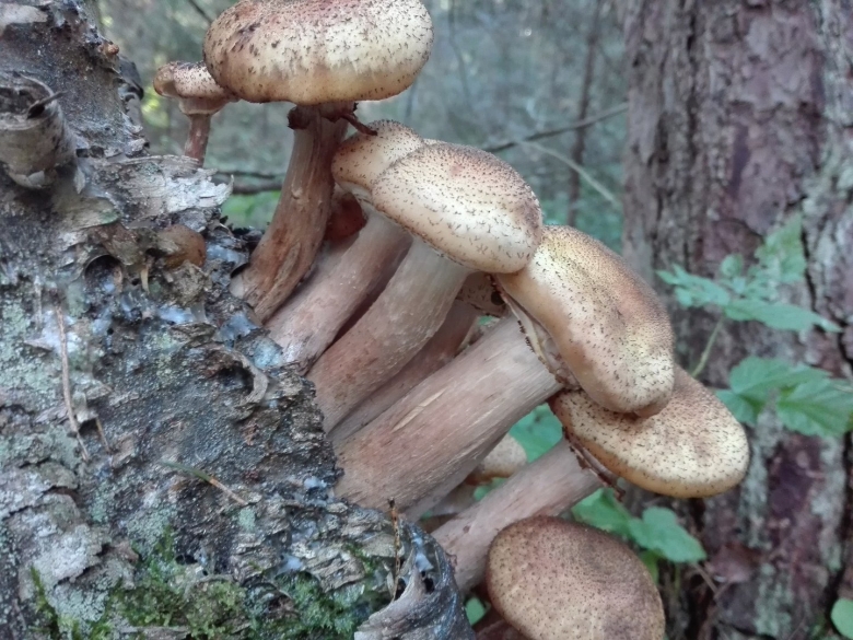Опенок ссыхающийся Armillaria tabescens