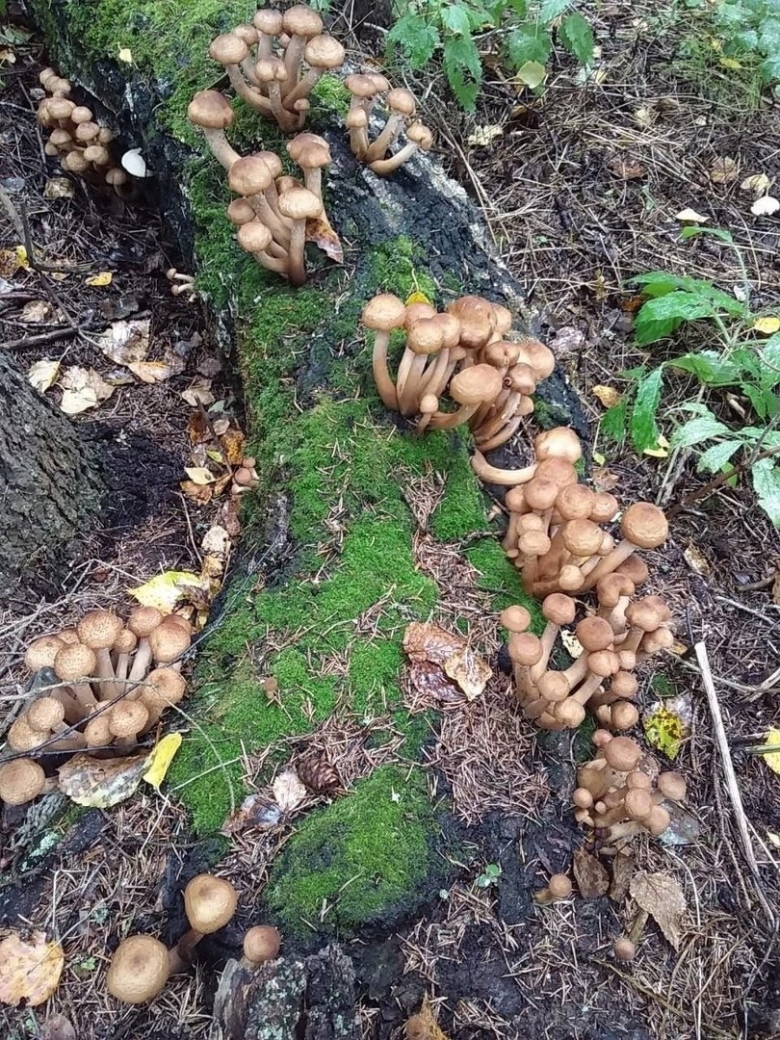 Лже опята осенние