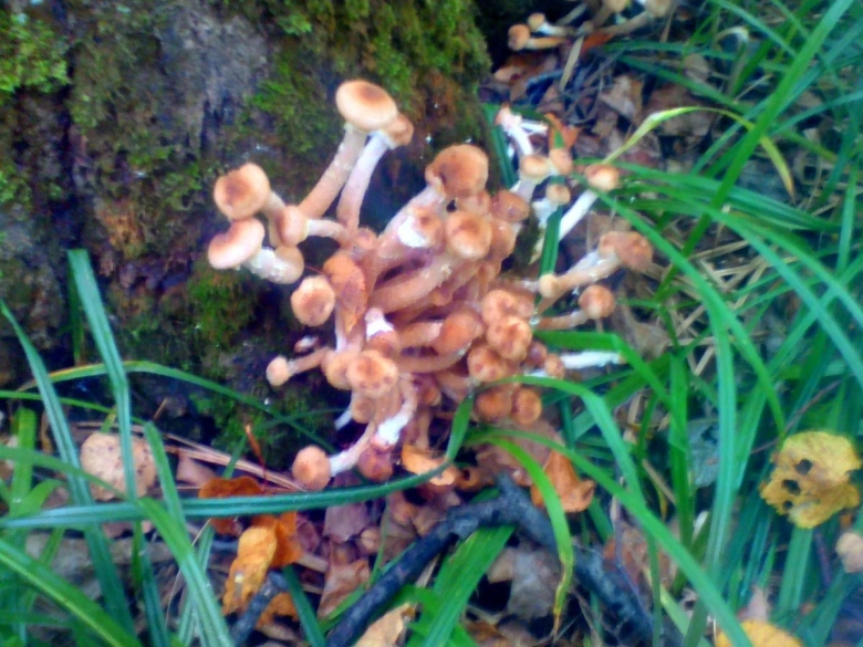 Грибы опенок скученный