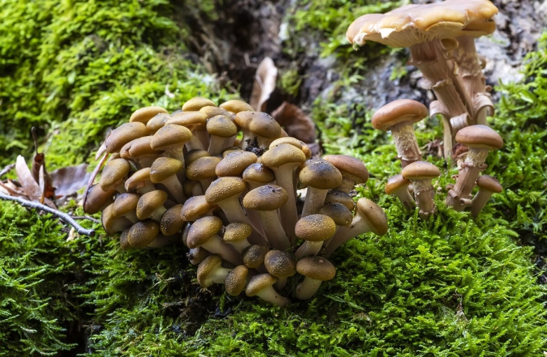 Опёнок осенний armillaria mellea