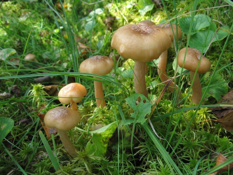Опенок чеканный Armillaria ectypa