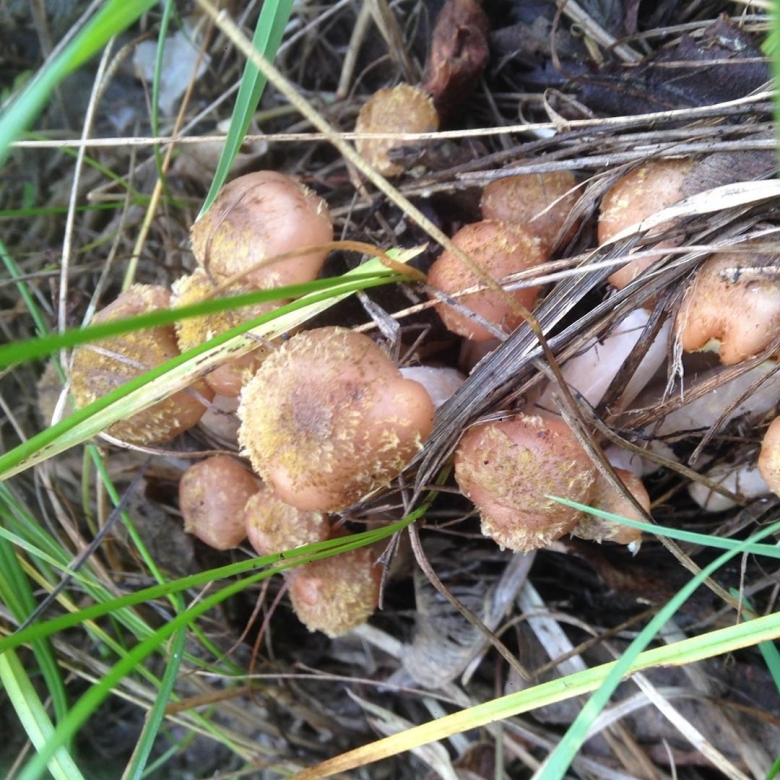 Опенок осенний Луговой