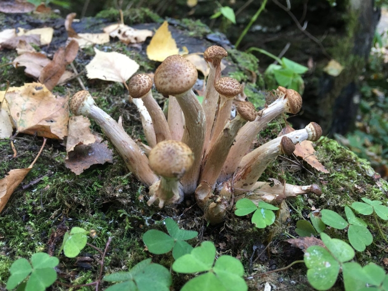 Осенние опята