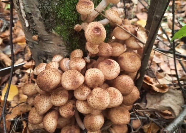 Опёнок осенний скученный