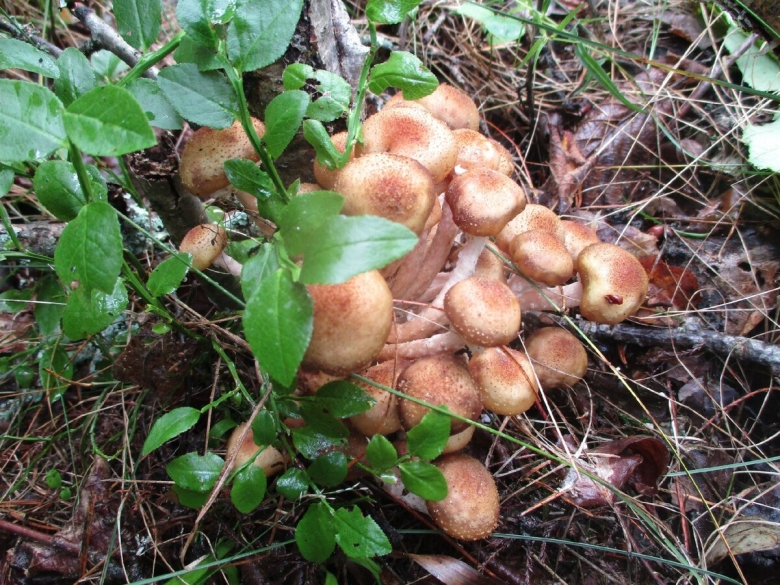 Опёнок осенний