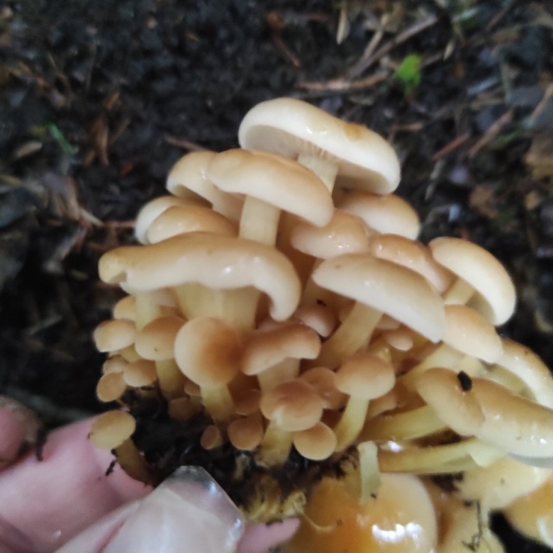 Грибы растущие группами