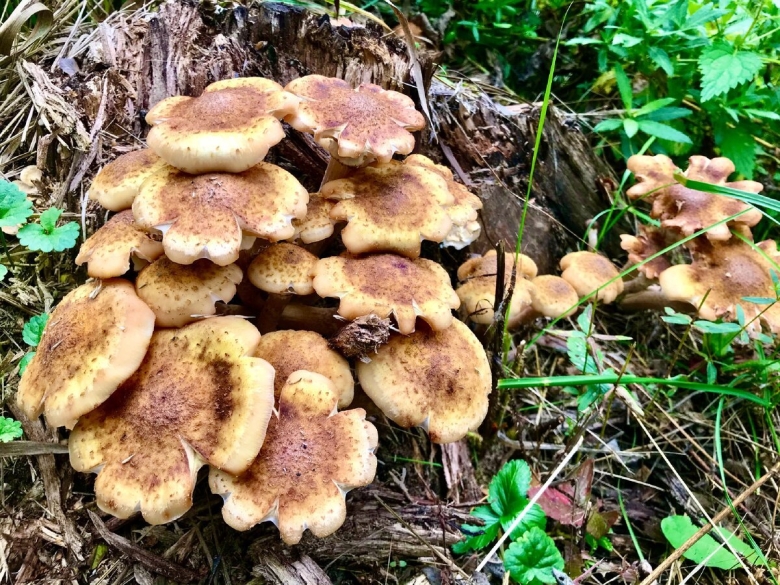 Лже опята осенние