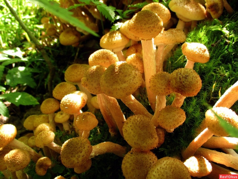 Опята осенние земляные