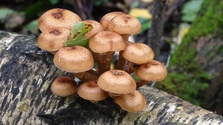 Гриб опенок