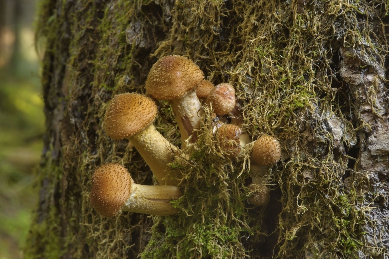 Опёнок луковичноногий (armillaria cepistipes)