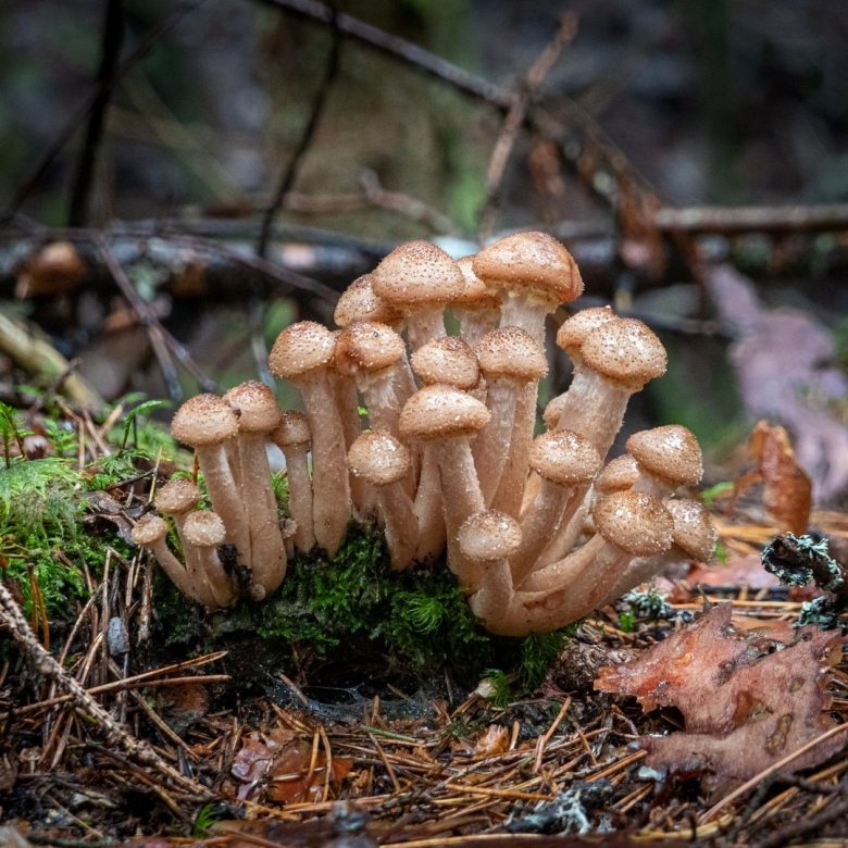 Опенок в Орегоне