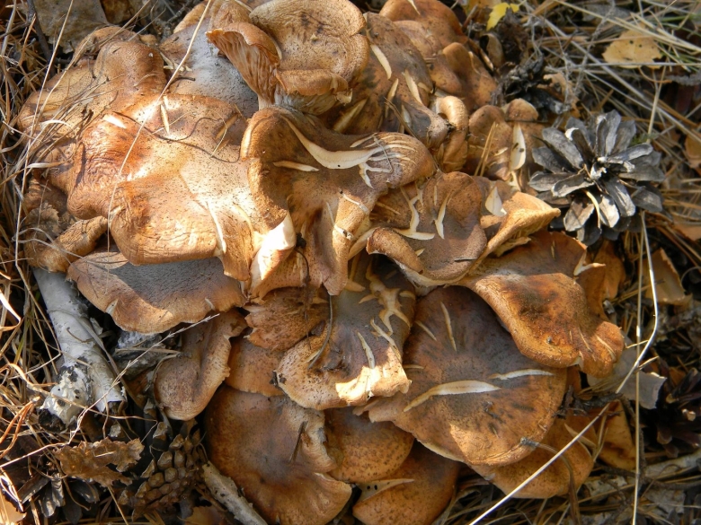 Осенние опята переростки