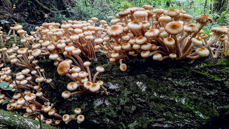 Опенок осенний Луговой