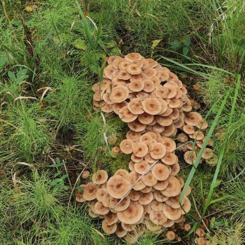 Опёнок осенний