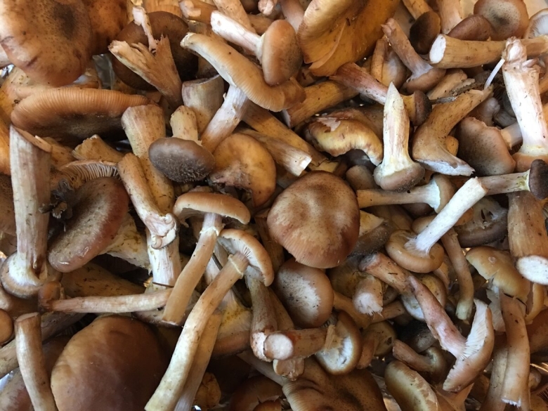 Опенок гриб