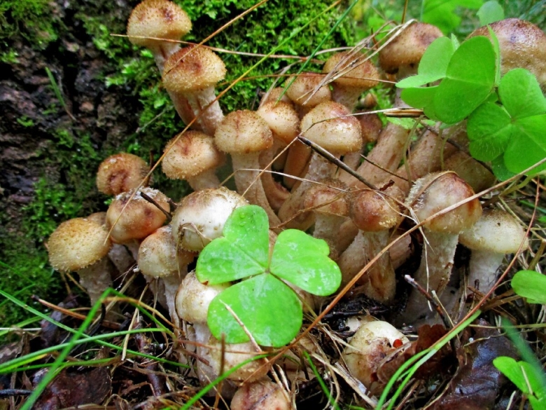 Грибы опенок скученный