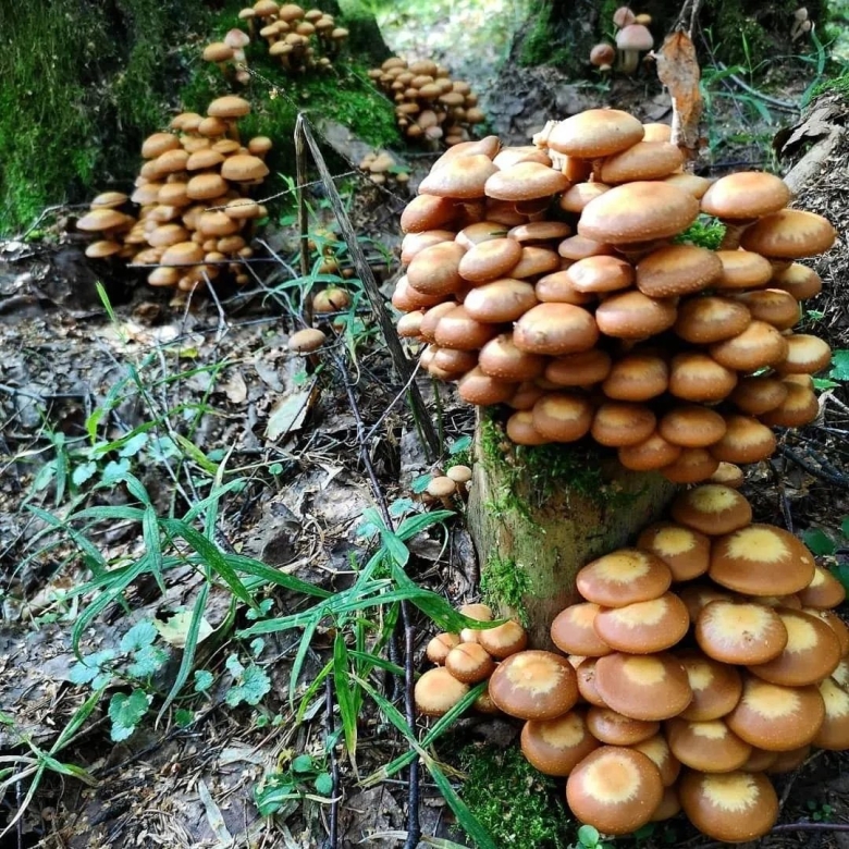 Лесные опята съедобные