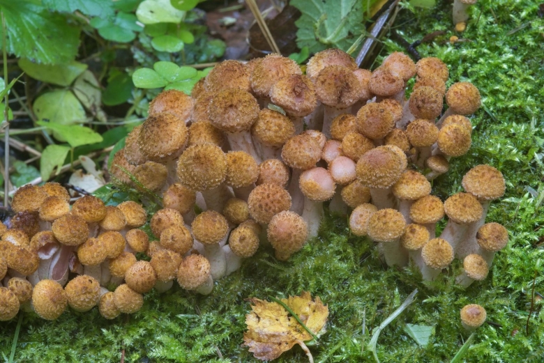 Опенок осенний темный