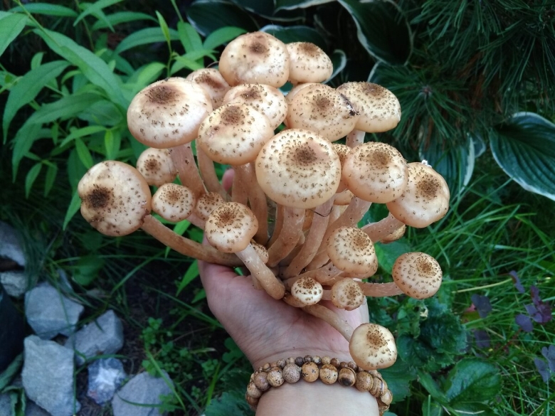 Опята большие