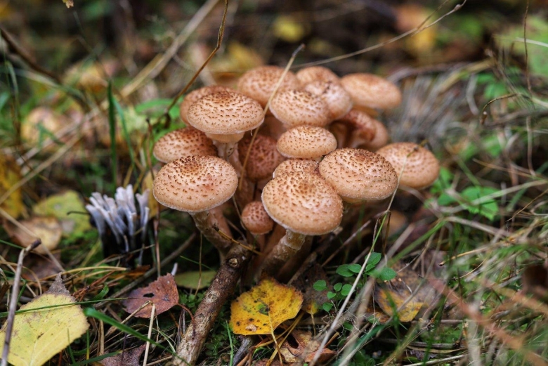 Опенок осенний (armillaria mellea armillaria borealis