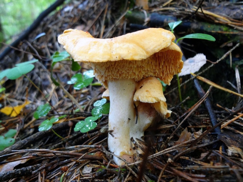 Еловик желтый фото