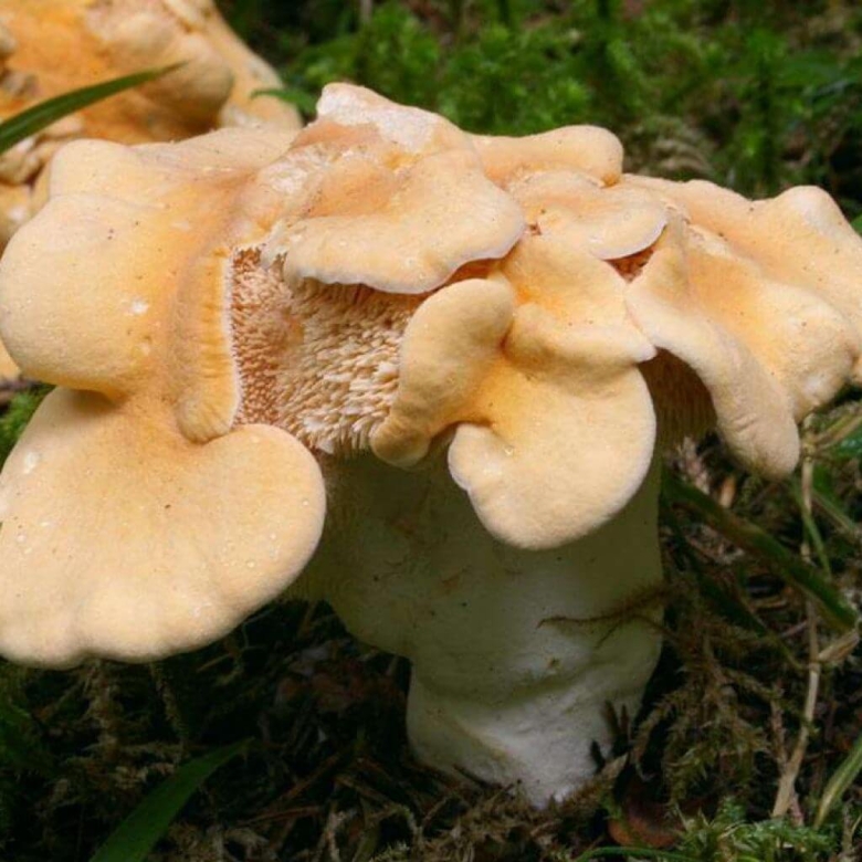 Грибы ежовик жёлтый