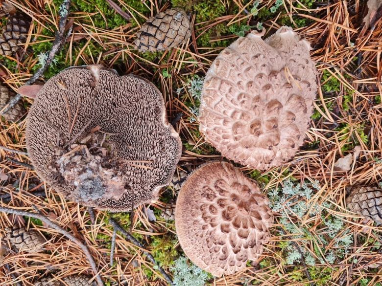 Ежовик пестрый sarcodon imbricatus