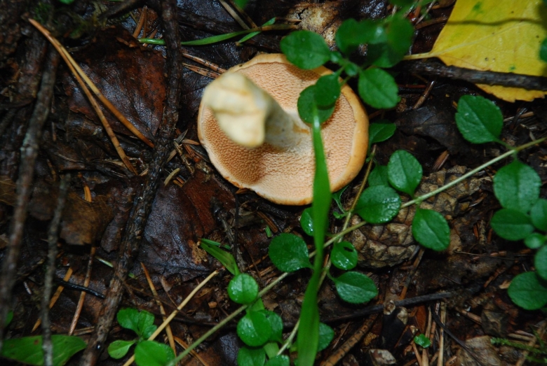 Трутовик Трихаптум