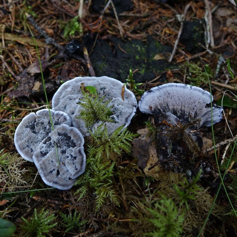 Ежовик гриб