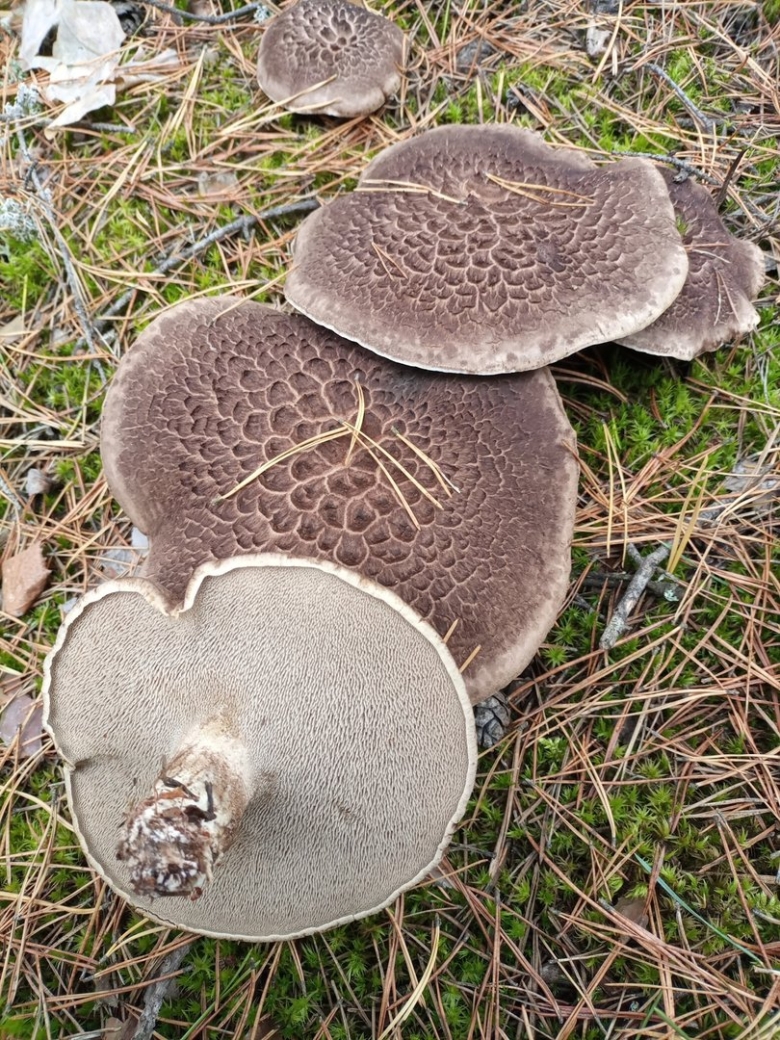 Гриб ежовик чешуйчатый