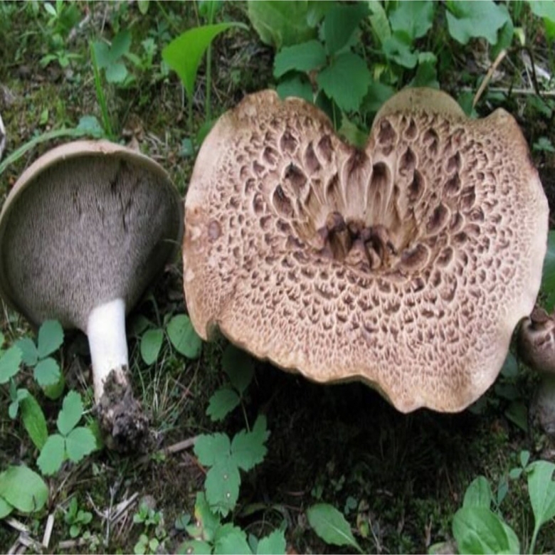 Грибы ежовик жёлтый