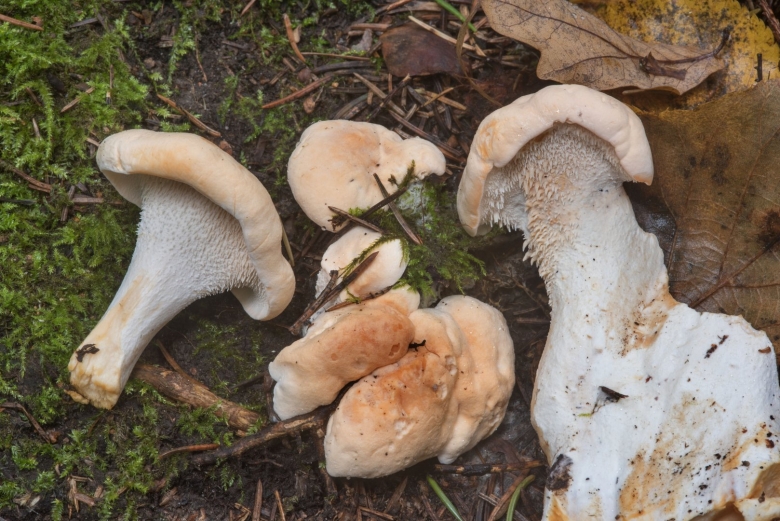 Ежовик пёстрый