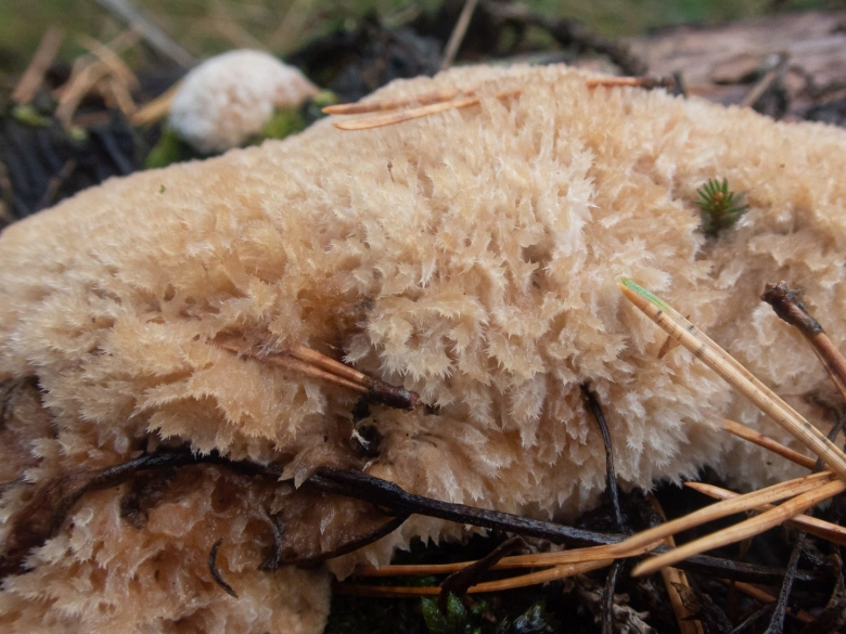 Ежовик гребенчатый мицелий
