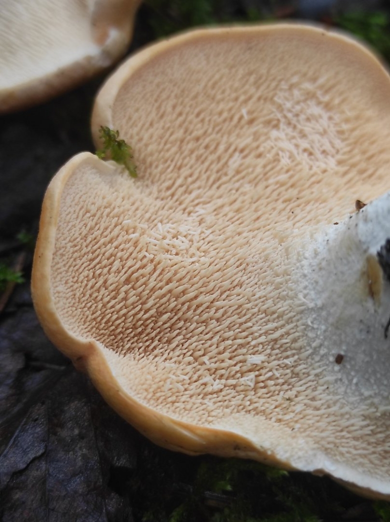 Ежовик коралловый