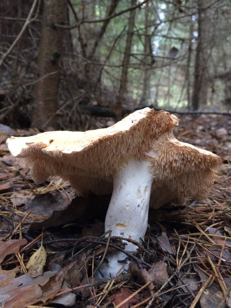 Ежовик желтый