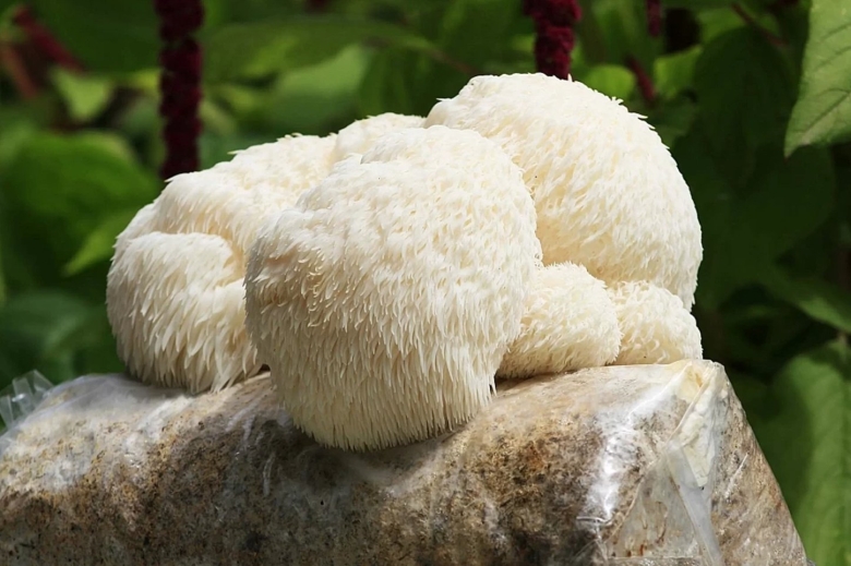 Ежовик гребенчатый мицелий