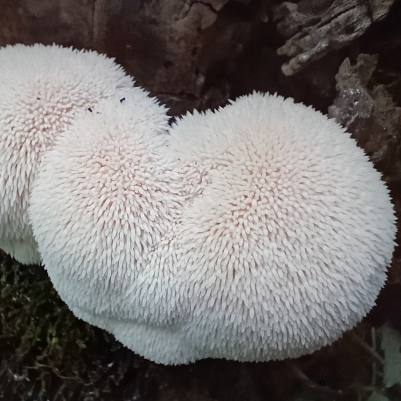 Гриб ежовик гребенчатый